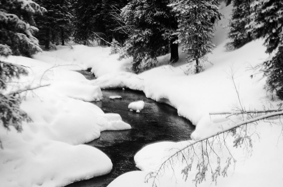 Snowshoeing with a Moose on the Loose