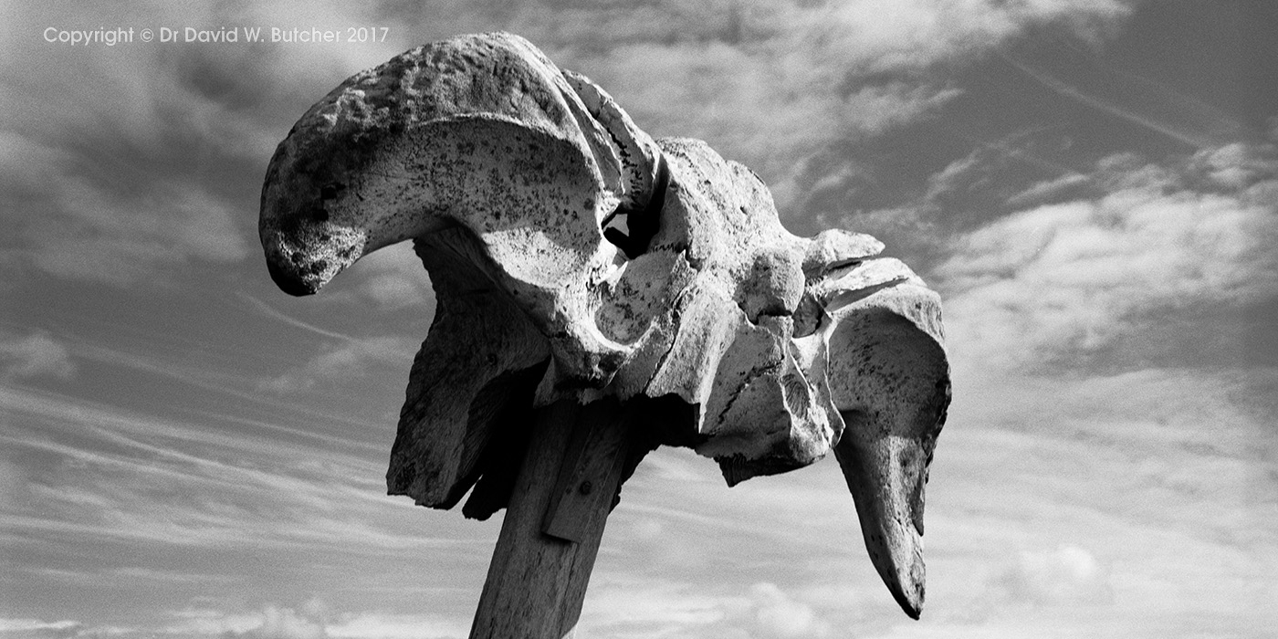 Orkney Whale Bone, Scotland