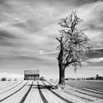 Cheshire Tree and Furrows, Dunham Massey