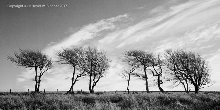 Exford Trees, Exmoor, England