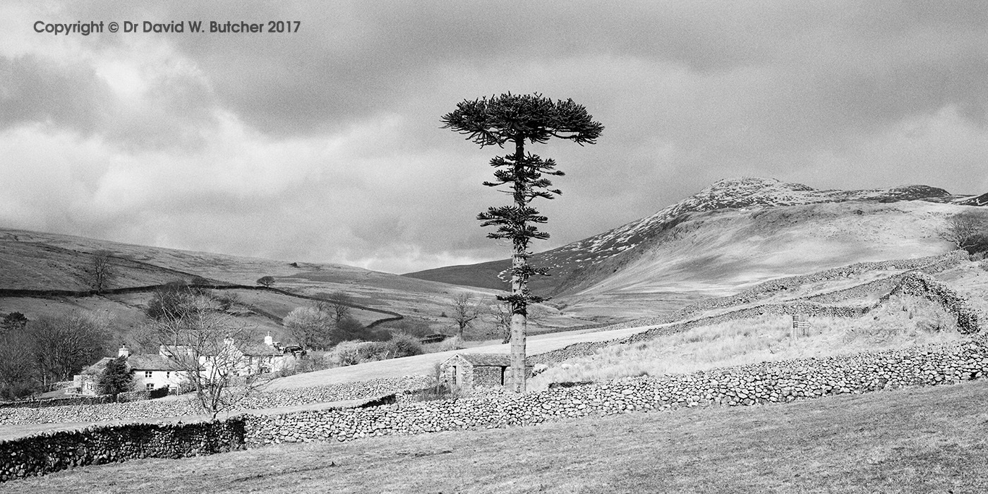 Scafell and Flat-top Tree, Boot, Eskdale, Lake District