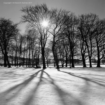 Buxton Trees in Winter, King Sterndale, Peak District