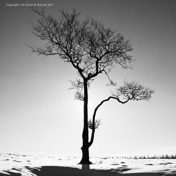 Lone Tree #1, Whaley Bridge, Peak District