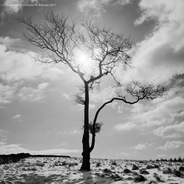 Lone Tree #2, Whaley Bridge, Peak District