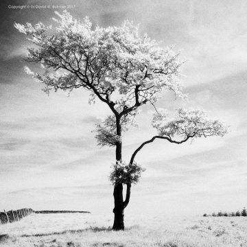 Lone Tree #3, Whaley Bridge, Peak District