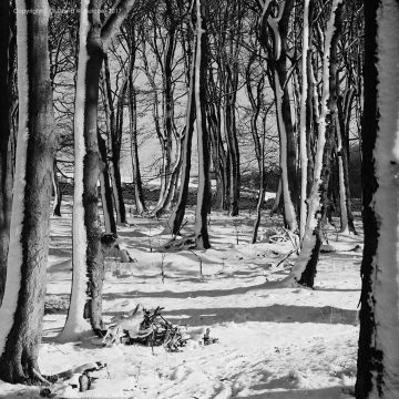 Buxton Snowy Trees, Peak District