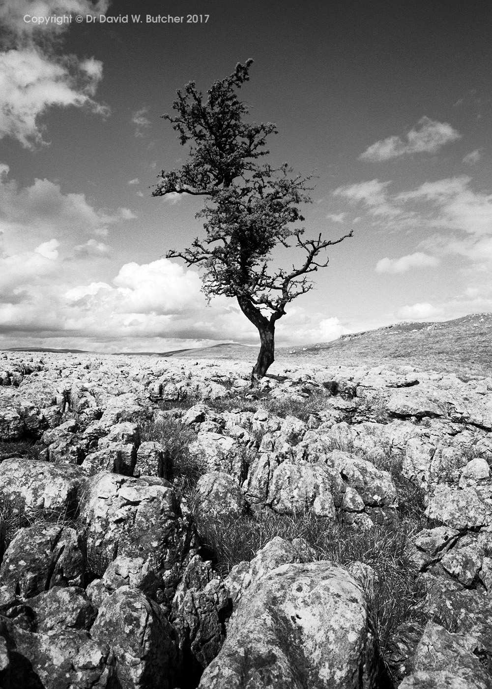 Limestone Pavement and Tree at Conistone, Wharfedale, Yorkshire