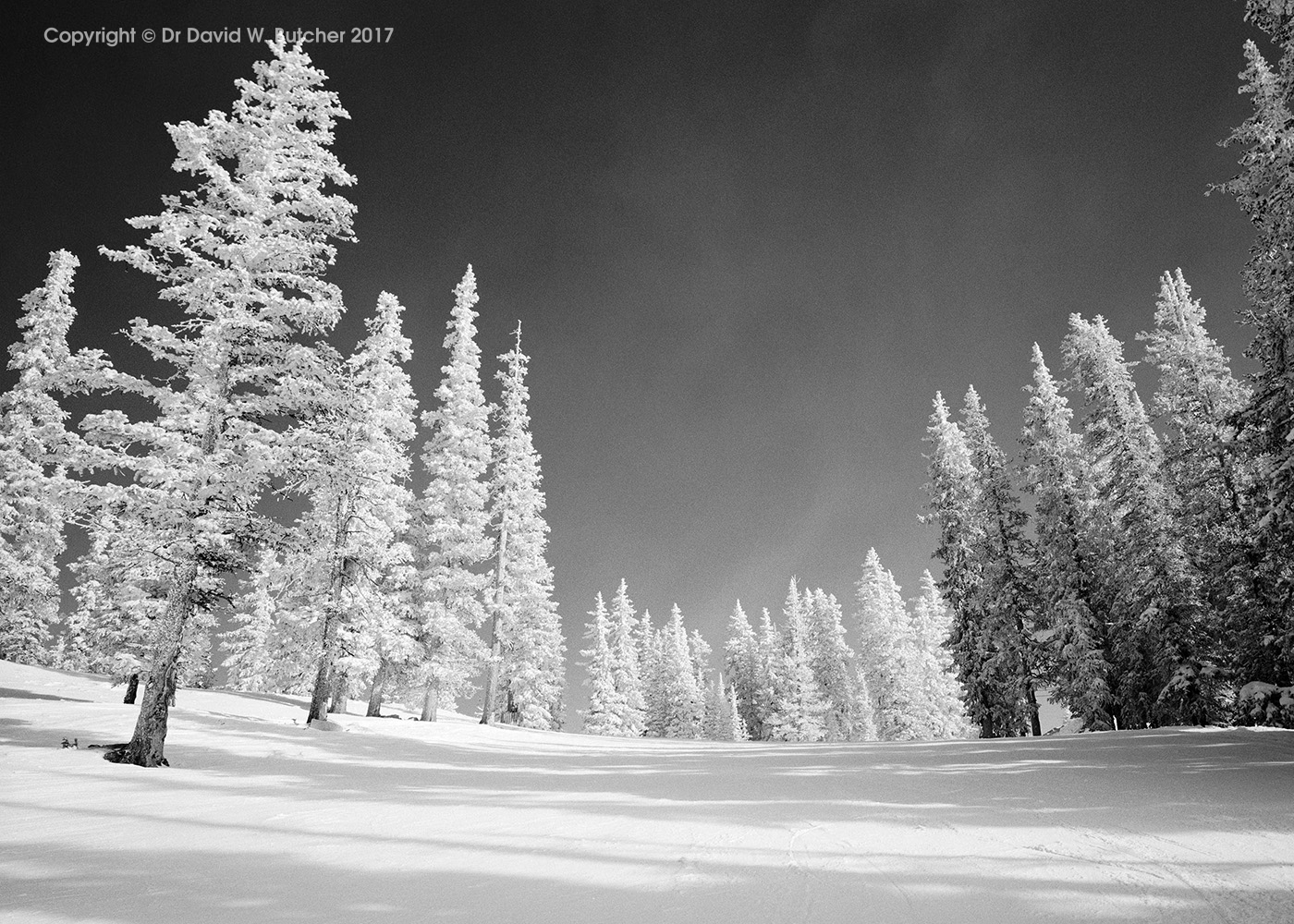 Monarch Ski Area Sleepy Hollow Trees, Colorado, USA