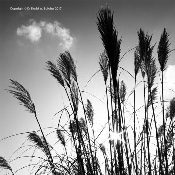 Pampas Grass, Tunstead Milton, Peak District