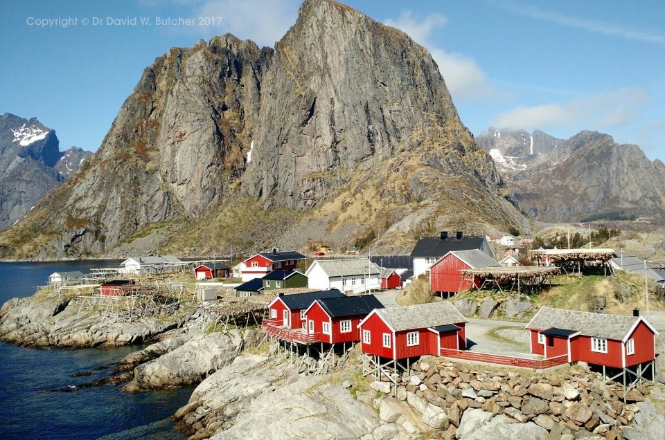 Norway Photo Trip, Hamnoy – Black Backed Gull Attack