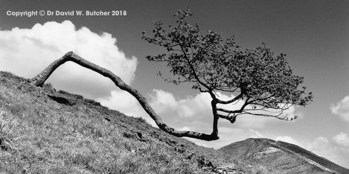 Tree and Mam Tor from Rushup Edge, Castleton, Peak District