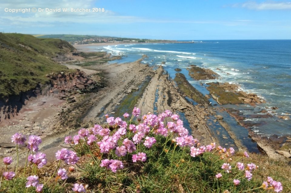 Northumberland Coast Photos Day 6 – May 2019