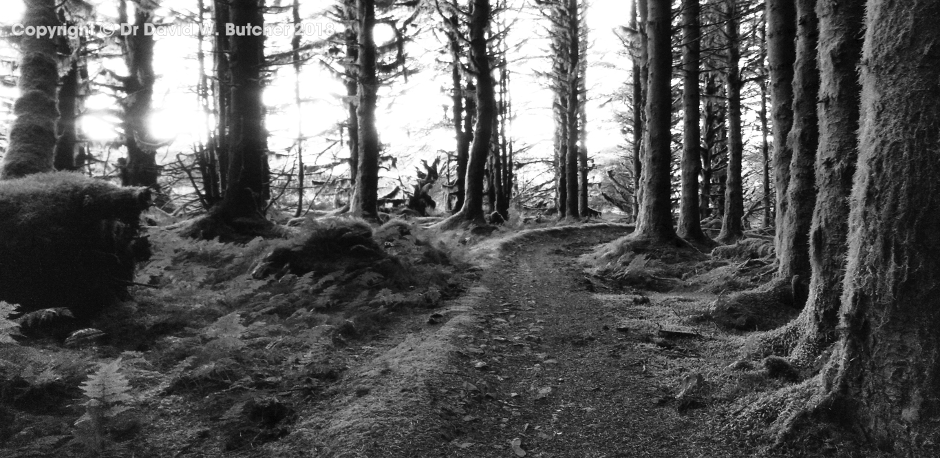 Dunslair Heights trees near Black Law above Peebles