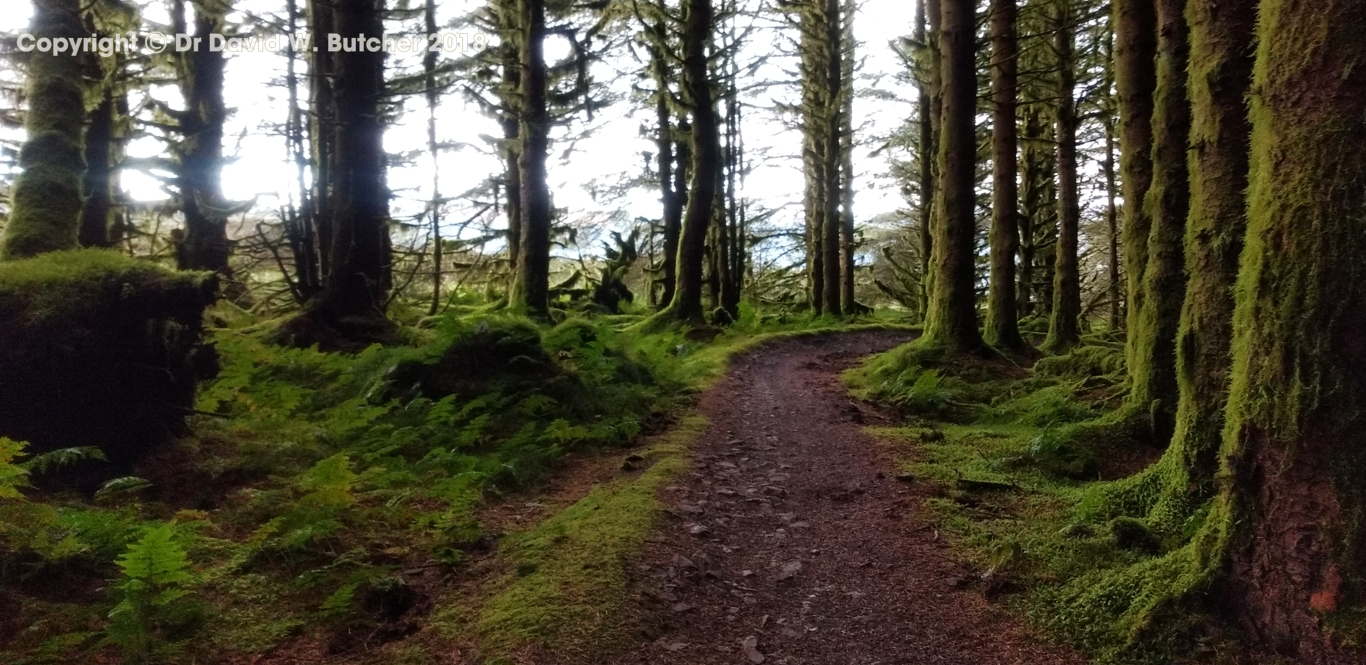 Dunslair Heights trees near Black Law above Peebles