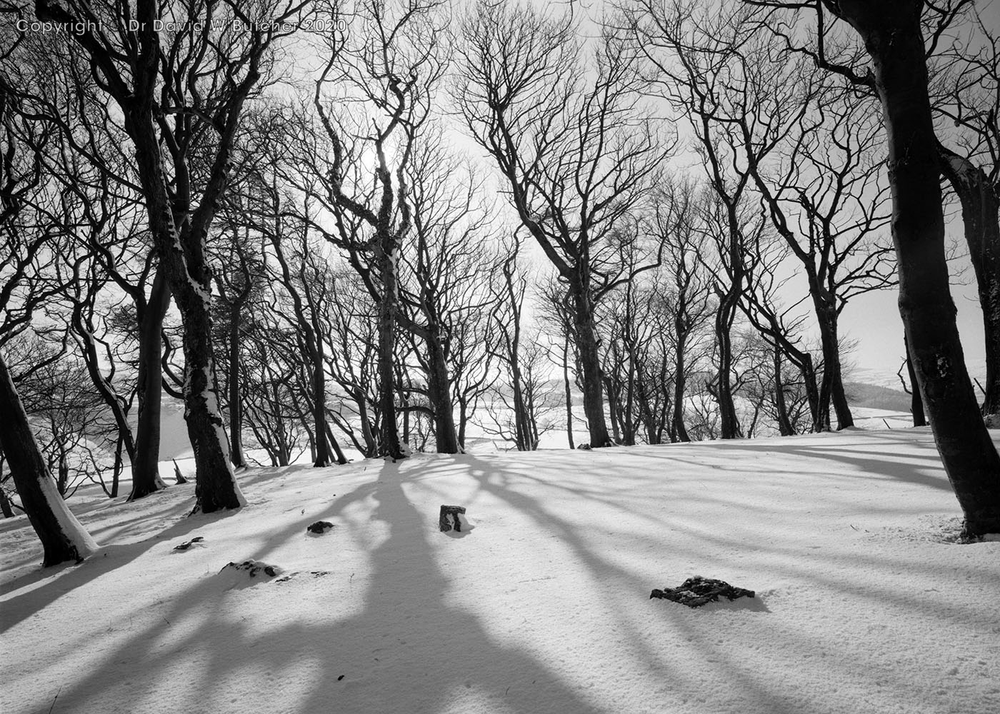 Buxton Grin Low Trees in Winter, Peak District