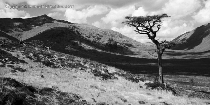 Spidean Mialach and Glen Loyne Tree, Glen Shiel, Scotland