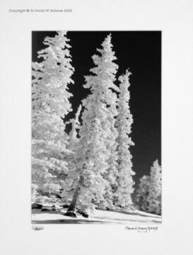 USA, Colorado Monarch Snowy Trees