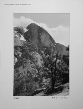 Yosemite Half Dome and Tree from Snow Creek Trail above Tenaya Canyon, California, USA