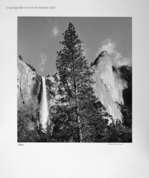 Yosemite Valley Bridalveil Falls and tree from Southside Drive, California, USA