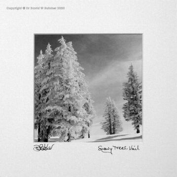 Snowy trees at the Vail ski area at top of Sourdough ski trail, between Beaver Creek and Copper Mountain ski areas, west of Denver Colorado, USA.