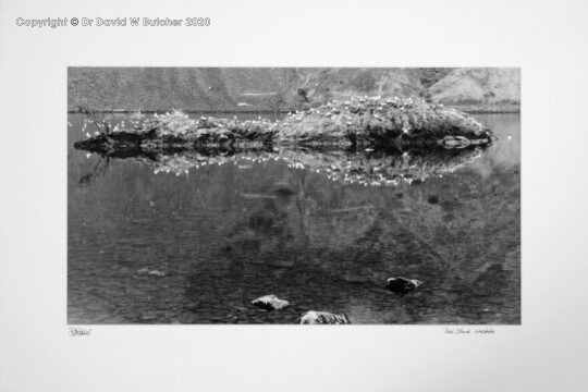 Lake District Wast Water with island covered in Black headed Gulls, Wasdale near Nether Wasdale