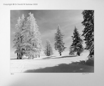 Snowy trees at the Vail ski area at top of Sourdough ski trail, between Beaver Creek and Copper Mountain ski areas, west of Denver Colorado, USA.